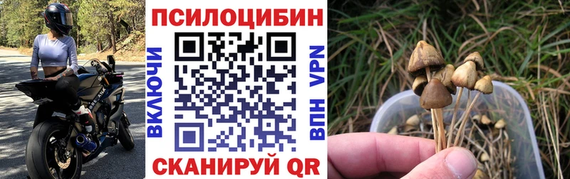 Галлюциногенные грибы Cubensis  Ставрополь 